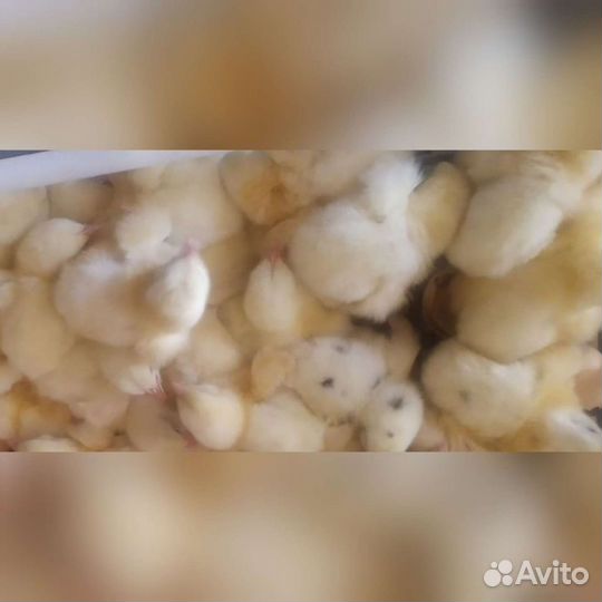 Инкубационное яйцо опт и розница