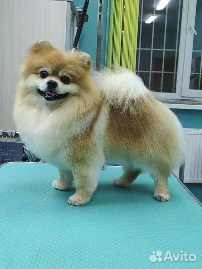 Стрижка, тримминг, подготовка к выставке, зал для