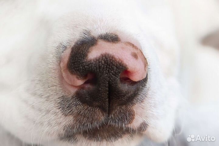 Щенок, метис уиппета