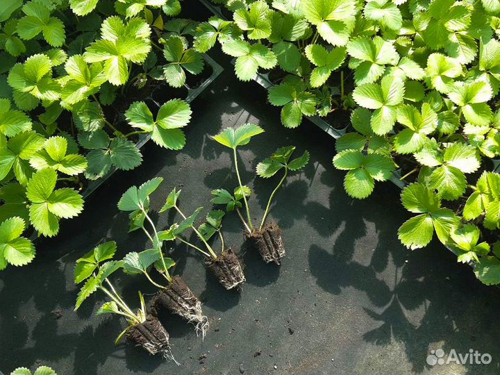 Рассада клубники. От 128 шт