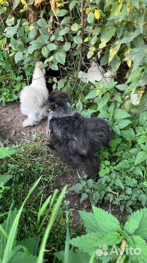 Петушок китайский шелковый