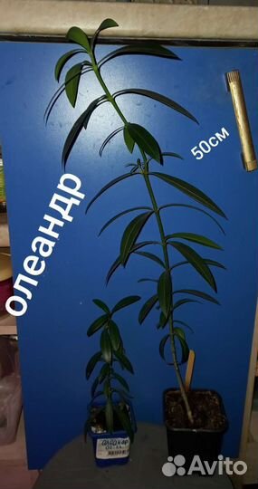 Олеандр Гибискус Эсхинантус Апельсин Джинура