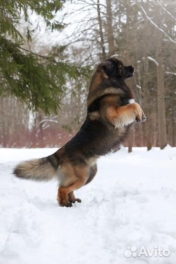 Щенки леонбергер