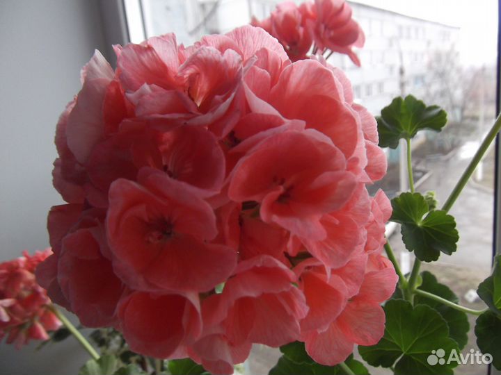 Продаю мирт цветущий и плодоносящий