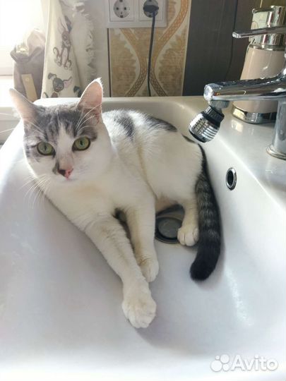 Котик в добрые руки