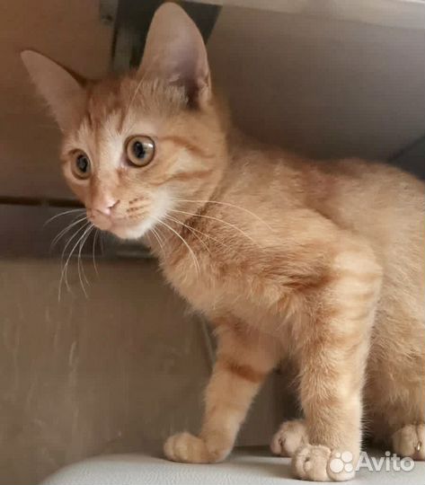 Рыжее солнышко в добрые руки