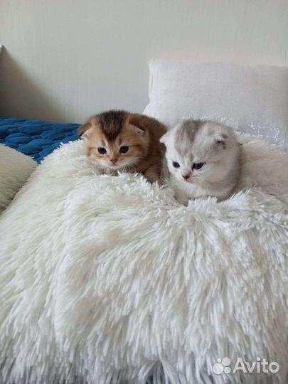 Шотландские вислоухие котята