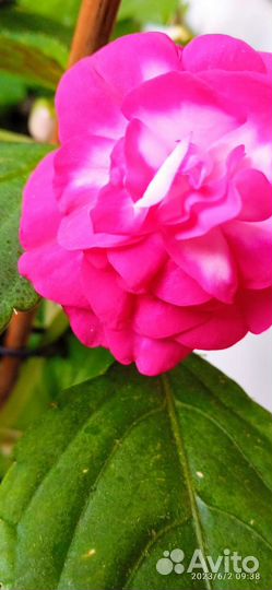 Бальзамины и Ахименесы ассорти