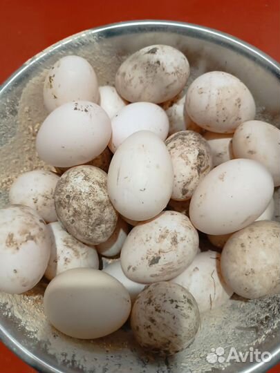 Утиные яйца