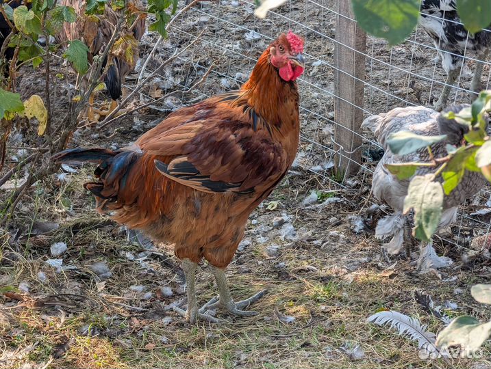 Молодые петухи