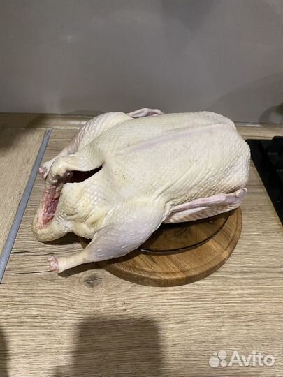 Куры и утки