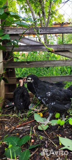 Цыплята куры несушки птица