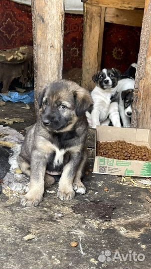 Щенки в добрые руки