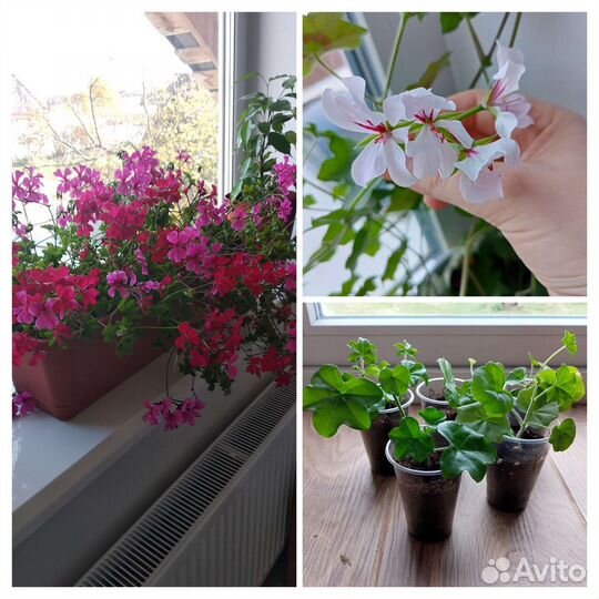 Пеларгония герань