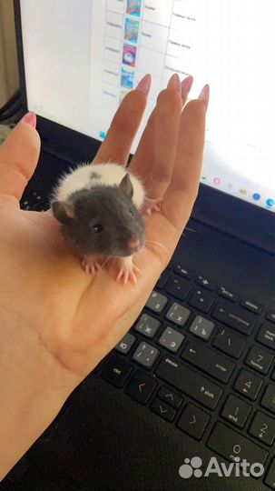 Крысенок декоративный