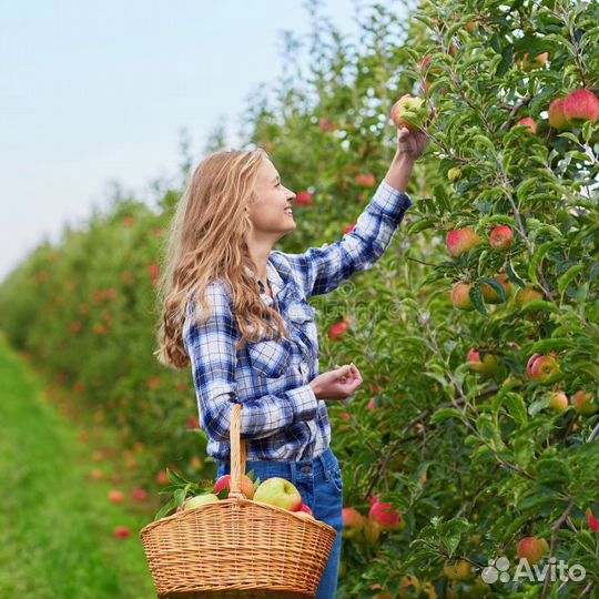 Сборщик яблок