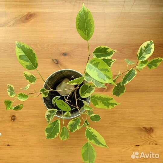 Фикус бенджамина пестролистный с горшком
