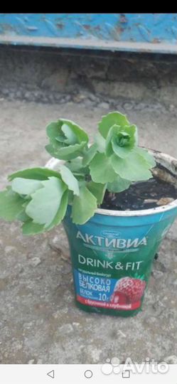 Очиток седум