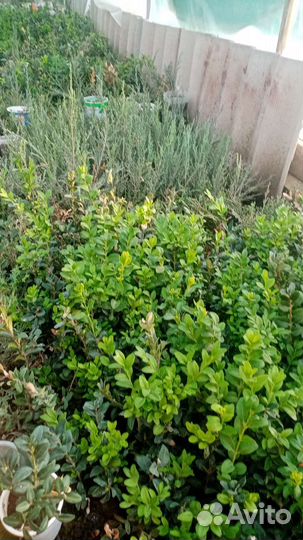 Саженцы самшита
