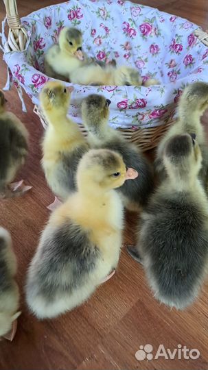 Продажа гусят