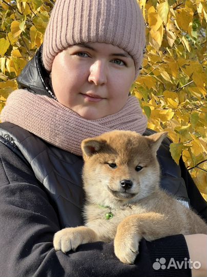 Сиба девочка