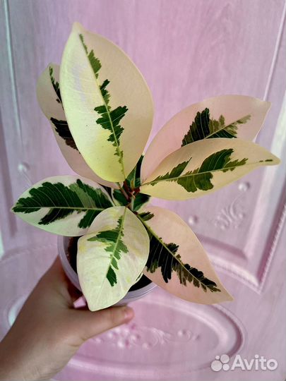 Фикус альбомаргината