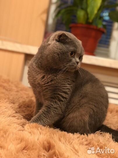 Шотландская