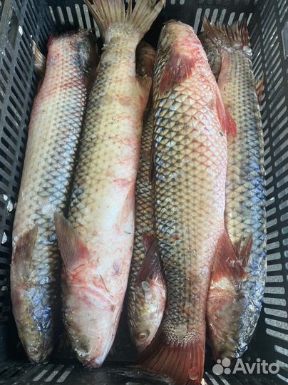 Карп и пелингас