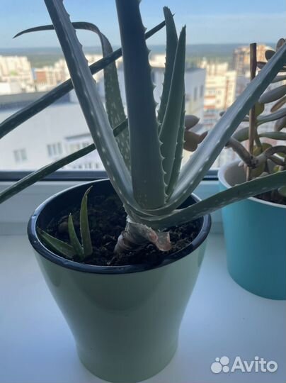 Много растений для дома