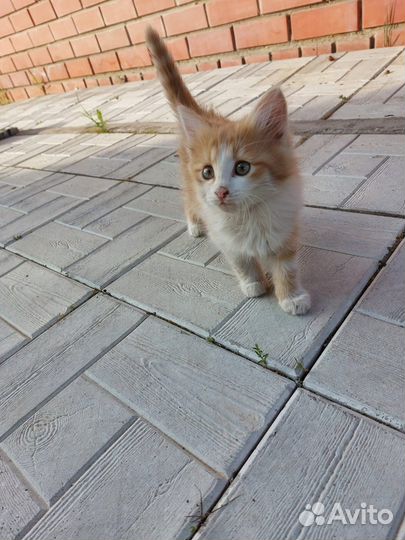 Котята