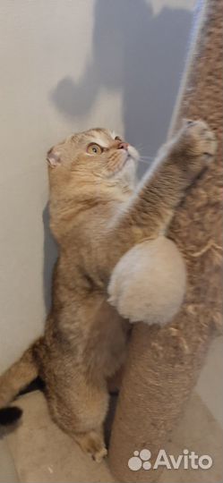 Вязка кот Золотая шиншилла