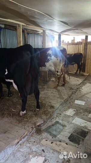 Молоко и молочные продукты,яйцо