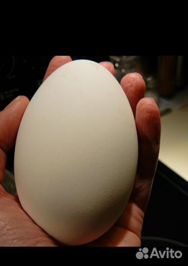 Гусиное инкубационное яйцо