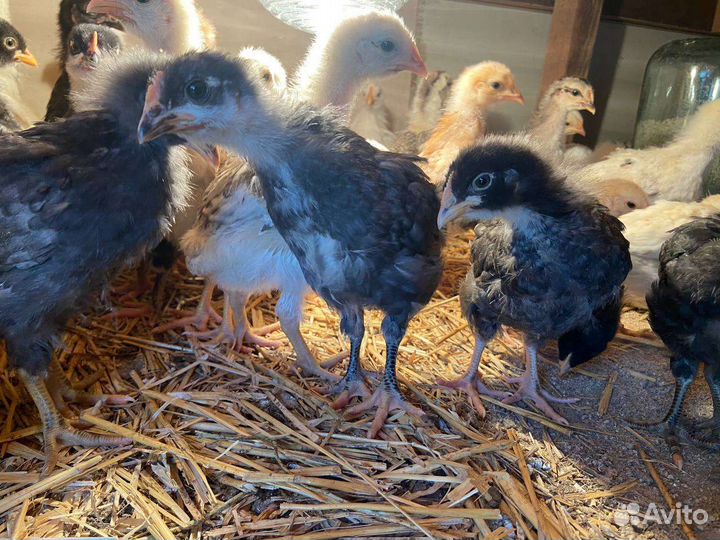 Цыпленок, петушки, инкубационные яйца