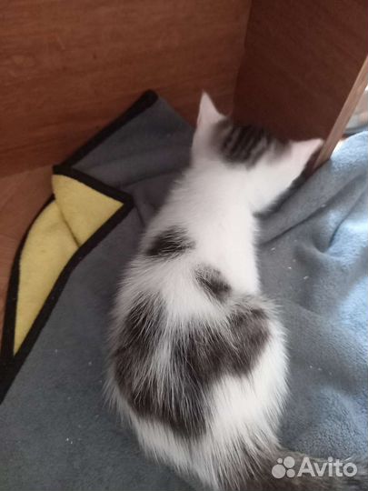 Котёнок ищет семью