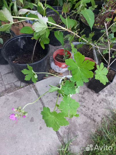 Стелющиеся растения, низкорослые