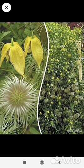 Растения для сада. Часть 1