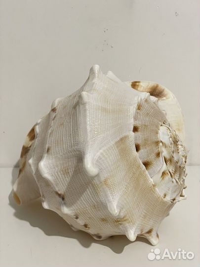 Ракушка морская большая