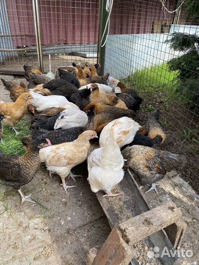 Куры молодки несушки с цветным яйцом