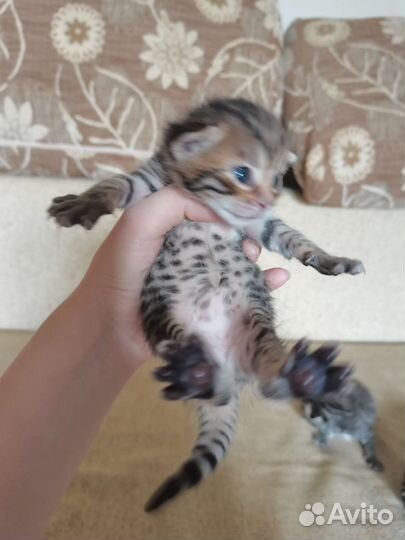 Бенгальские котята