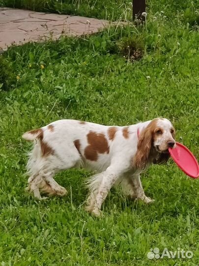 Вязка Русский охотничий спаниель