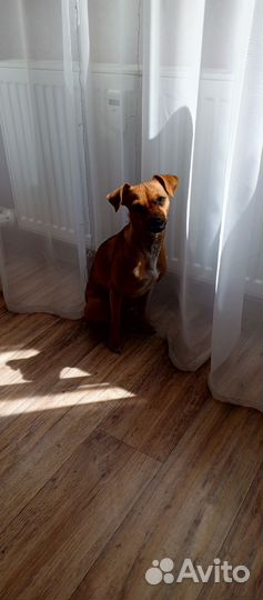 Найдена собака