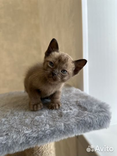 Котята европейской бурмы