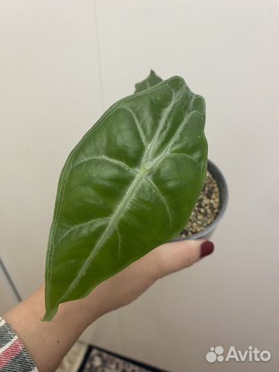 Алоказия лонгилоба сильвер