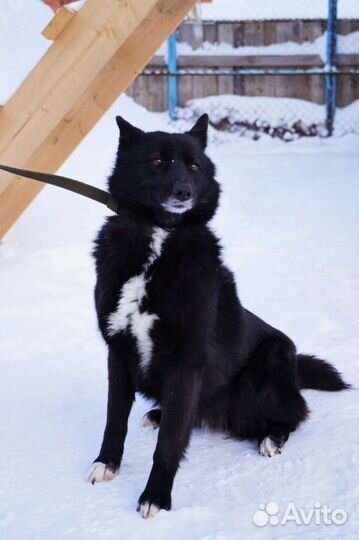 Чудо-собака в поиске Дома