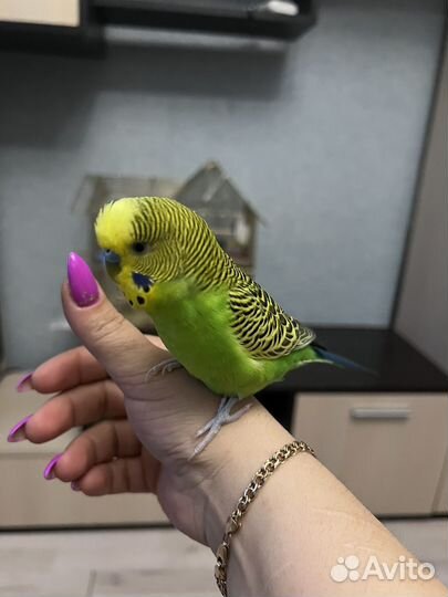 Волнистый попугай ручной