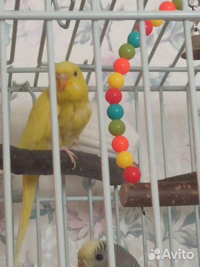 Попугаи разные