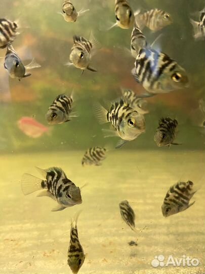 Рыба сапфировый попугай