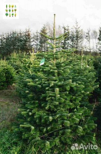 Крупномеры ели с гарантией