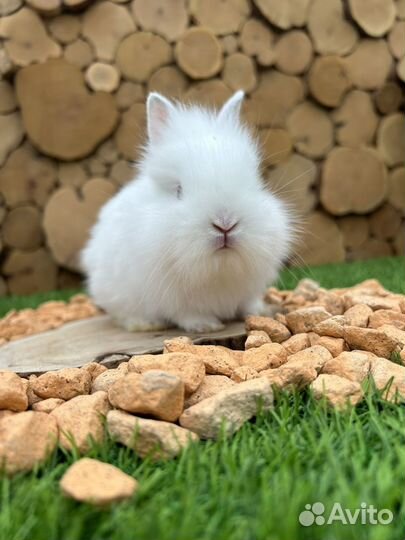 Карликовые декоративные крольчата из питомника